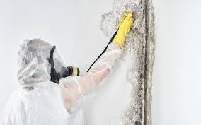 Best Basement Mold Removal  in Spokane, WA